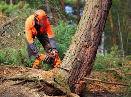 Lawn Watering Services in Jemez Pueblo, NM